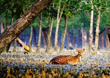 Tour De Sundarbans
