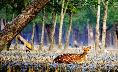 Tour De Sundarbans