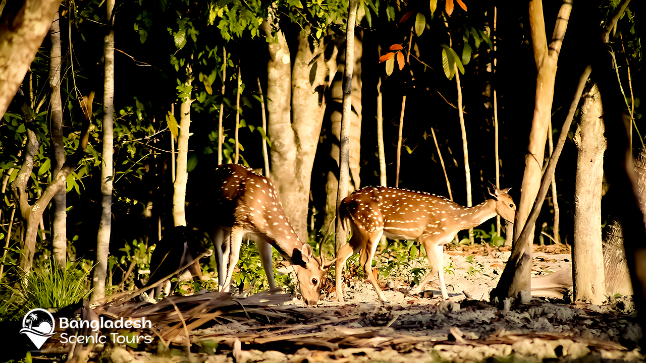 Places to visit in Khulna